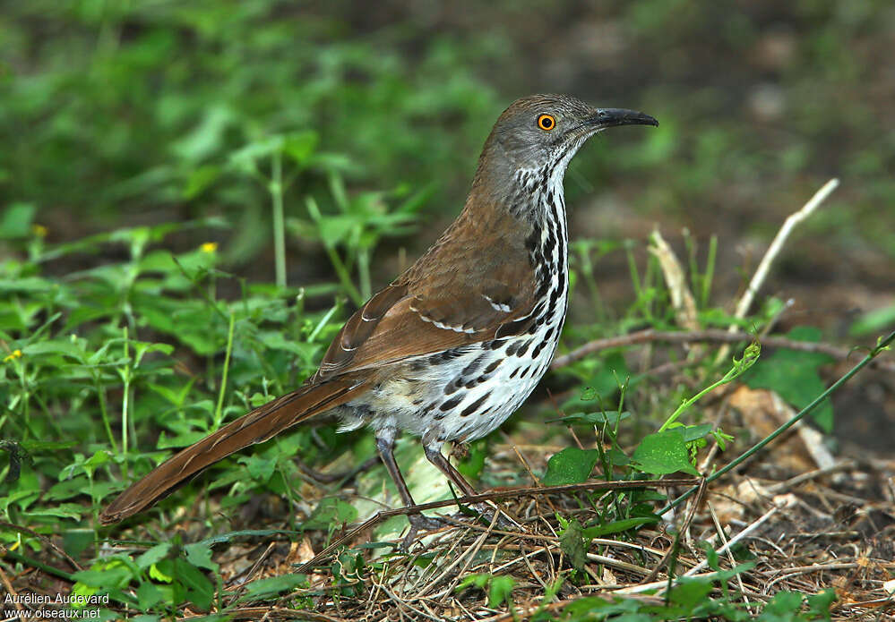 Moqueur à long becadulte nuptial, identification