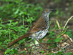 Long-billed Thrasher