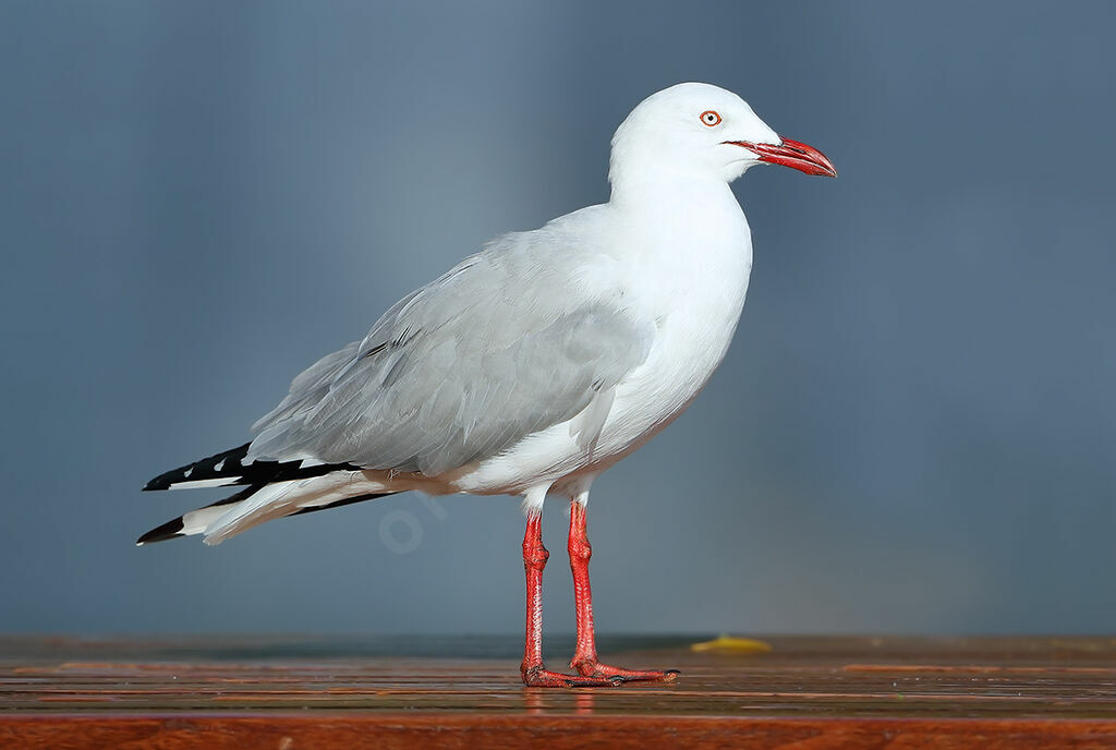 Mouette argentéeadulte, identification