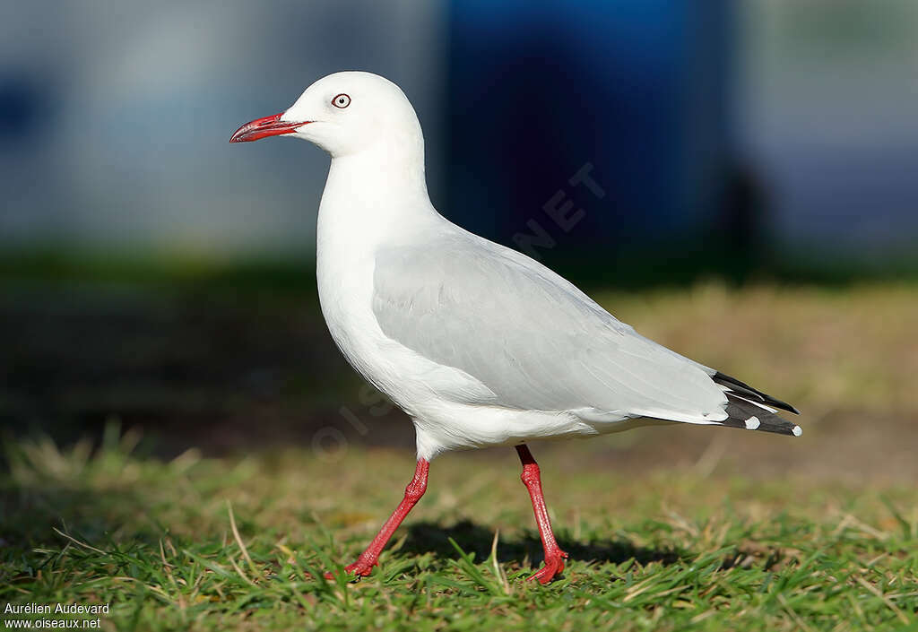 Mouette argentéeadulte, identification