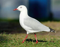 Mouette argentée