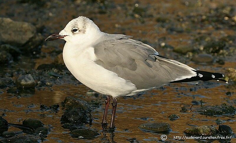 Mouette atricille