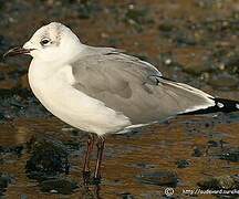 Laughing Gull