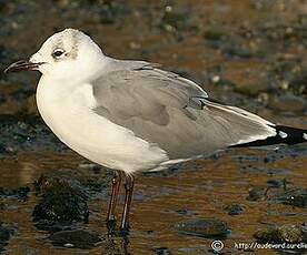 Mouette atricille