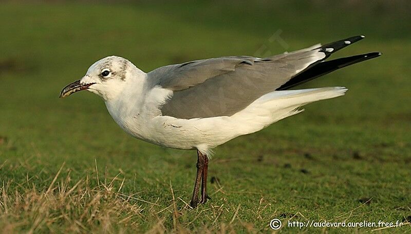 Mouette atricille