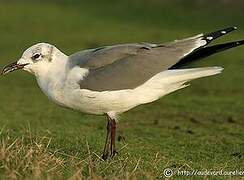 Laughing Gull