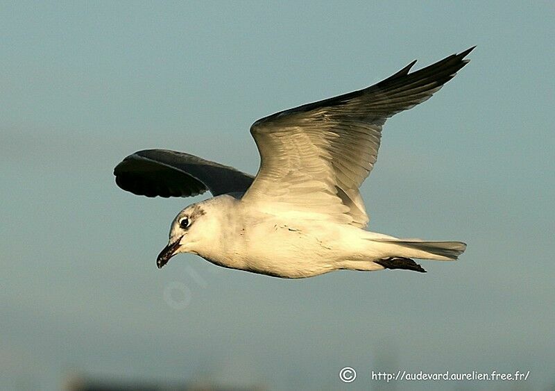 Laughing Gull