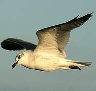 Laughing Gull