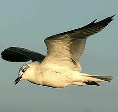 Mouette atricille