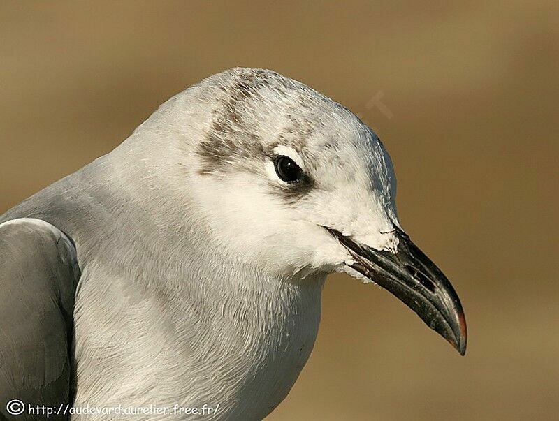 Laughing Gull