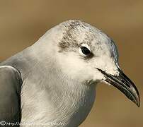 Mouette atricille