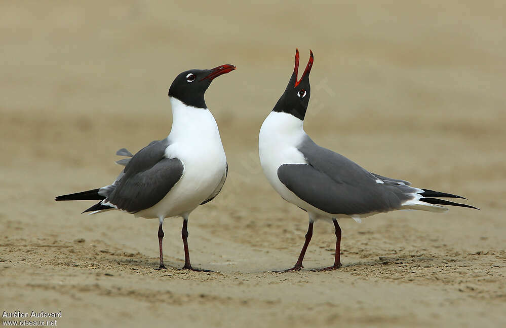 Mouette atricilleadulte nuptial, parade