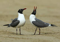 Mouette atricille