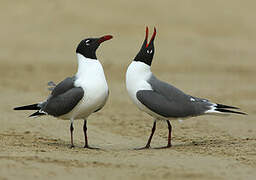 Laughing Gull