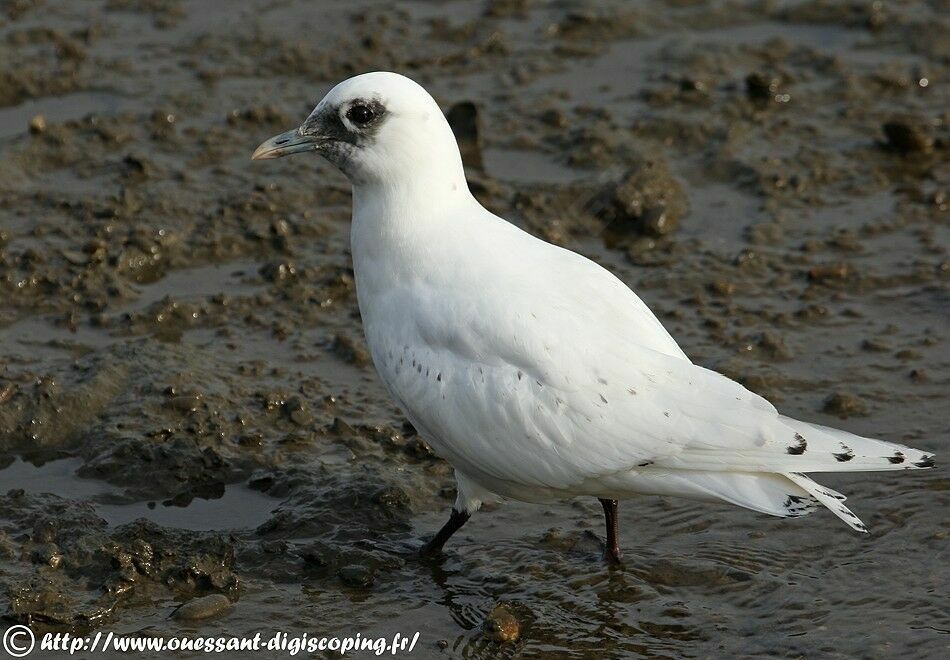 Mouette blanche