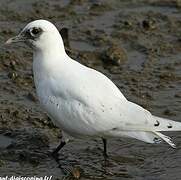 Ivory Gull