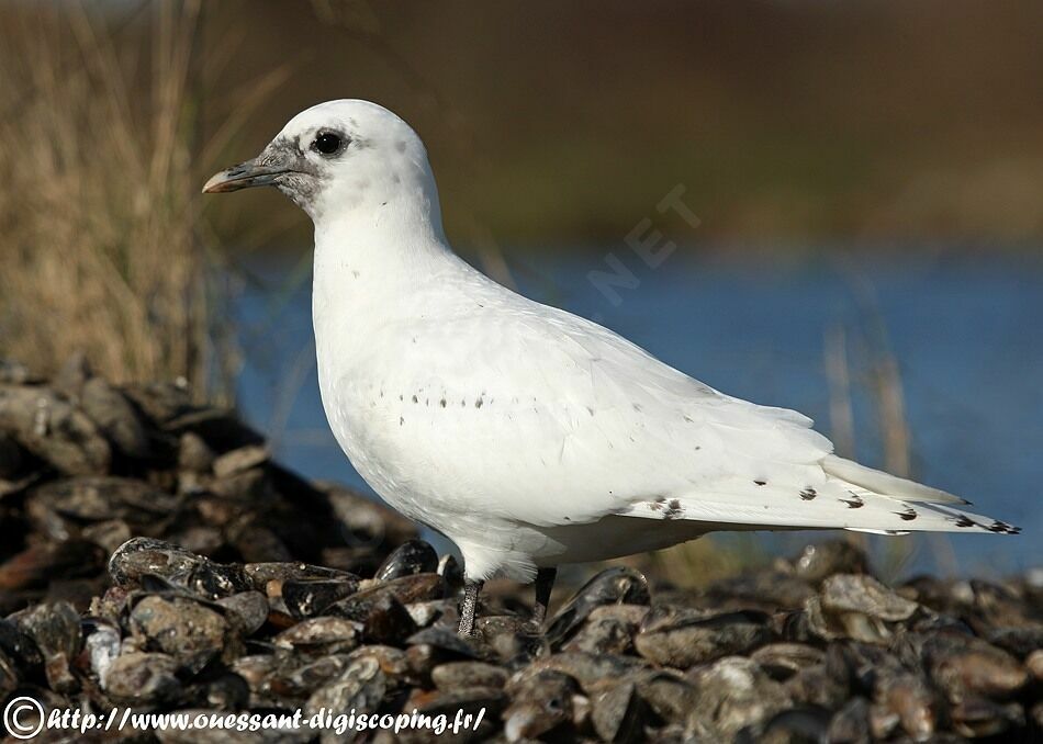 Ivory Gull, identification