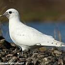 Mouette blanche