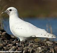 Ivory Gull