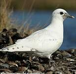 Mouette blanche