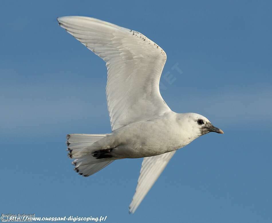 Ivory GullSecond year, pigmentation, Flight