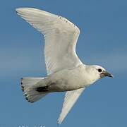 Mouette blanche