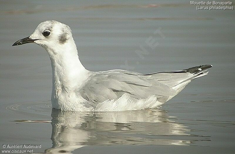 Mouette de Bonaparte