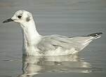 Mouette de Bonaparte