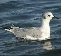 Mouette de Bonaparte