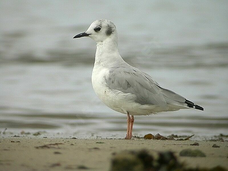 Mouette de Bonaparte