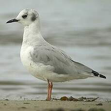 Mouette de Bonaparte