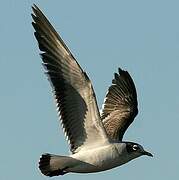 Franklin's Gull