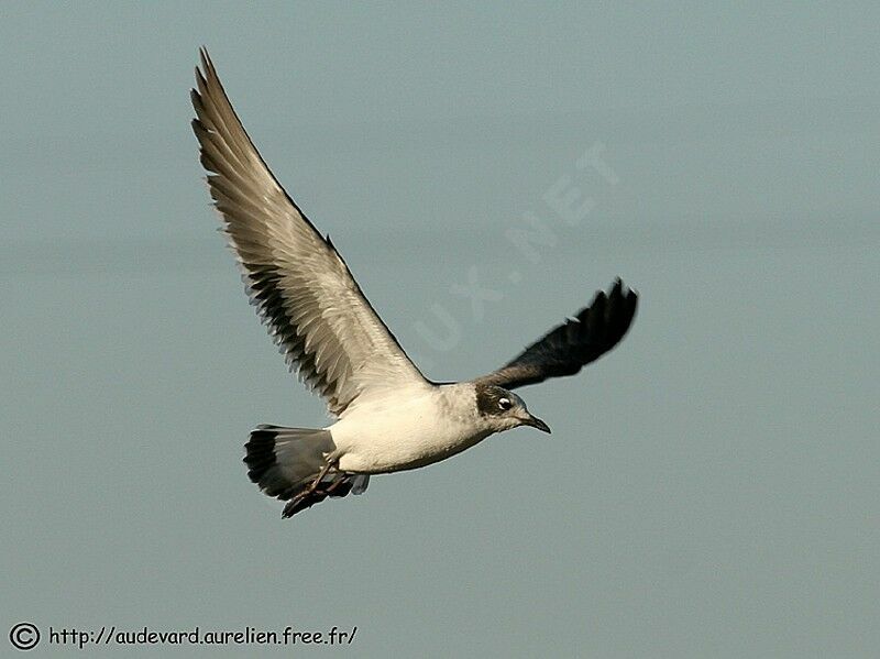 Franklin's Gull