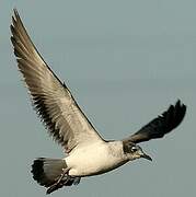 Franklin's Gull