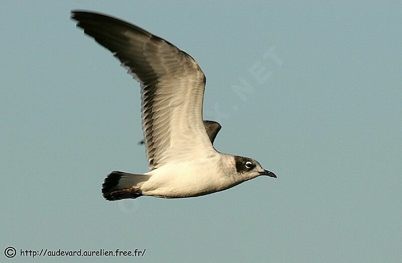 Mouette de Franklin