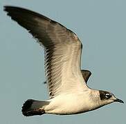 Mouette de Franklin