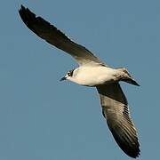 Franklin's Gull