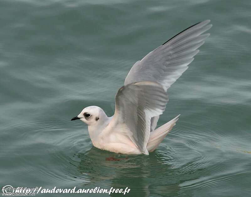 Mouette de Rossadulte internuptial, identification