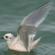 Mouette de Ross