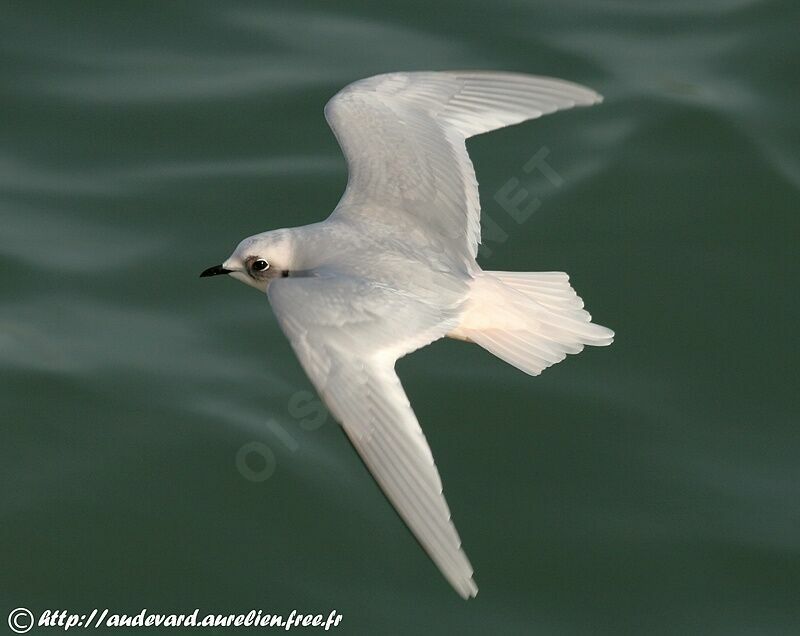 Mouette de Ross