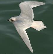 Ross's Gull