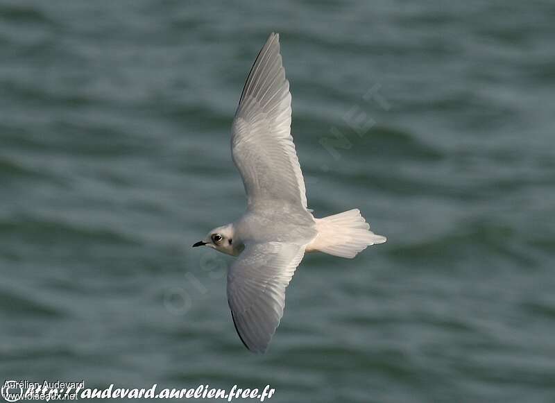 Mouette de Rossadulte internuptial, pigmentation, Vol