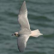 Ross's Gull