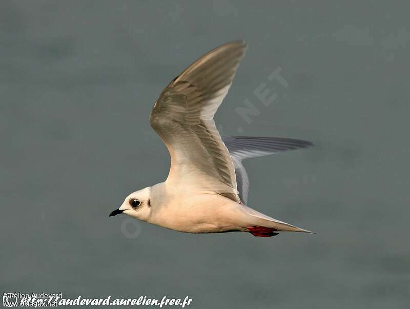 Mouette de Rossadulte internuptial, pigmentation, Vol