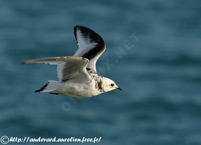 Mouette de Ross