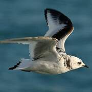 Mouette de Ross