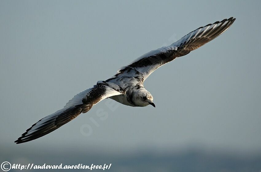 Ross's Gull