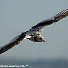 Mouette de Ross