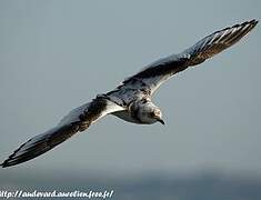 Mouette de Ross