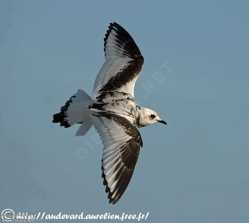 Mouette de Ross1ère année, mue, Vol